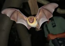ataque de morcegos em Augusto Corrêa