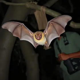 ataque de morcegos em Augusto Corrêa