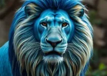 Leão Azul ou Leão Caipira