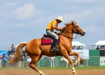 MPPA rodeio de touros Castanhal