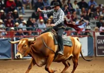 MPPA endurece regras para rodeio de touros