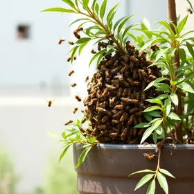 enxame de abelhas