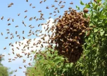 enxame de abelhas