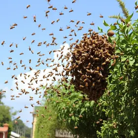 enxame de abelhas
